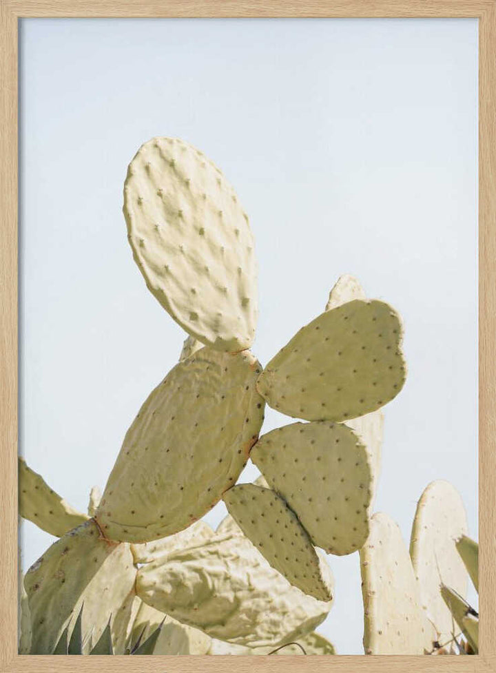 Sunlit Cactus - Stretched Canvas, Poster or Fine Art Print - I Heart Wall Art - Poster Print, Canvas Print or Framed Art Print