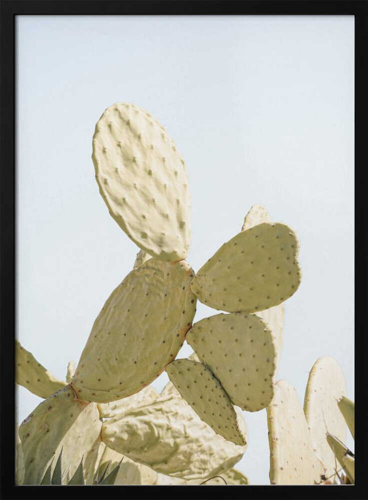 Sunlit Cactus - Stretched Canvas, Poster or Fine Art Print - I Heart Wall Art - Poster Print, Canvas Print or Framed Art Print