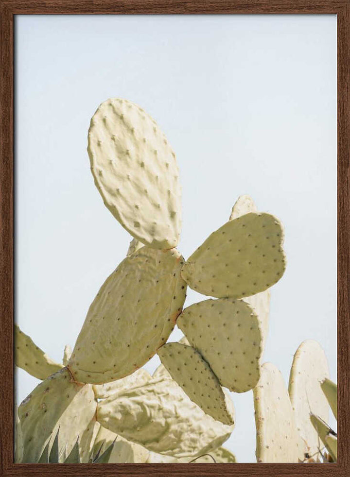 Sunlit Cactus - Stretched Canvas, Poster or Fine Art Print - I Heart Wall Art - Poster Print, Canvas Print or Framed Art Print