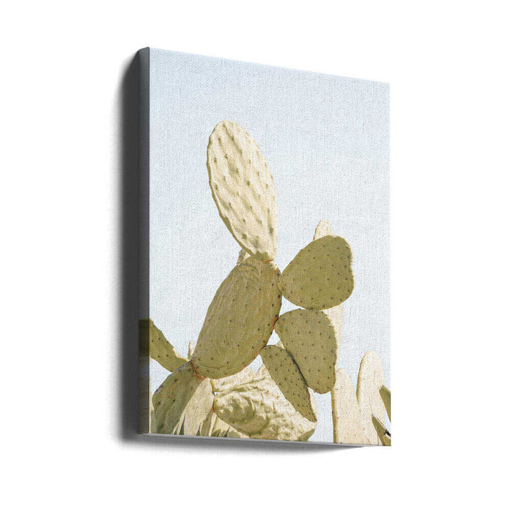 Sunlit Cactus - Stretched Canvas, Poster or Fine Art Print - I Heart Wall Art - Poster Print, Canvas Print or Framed Art Print