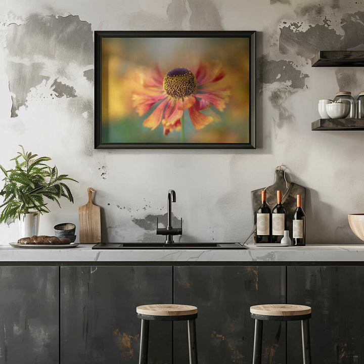 Sunlit Orange Flower - Floral Photographic Stretched Canvas Poster or Fine Art Print
