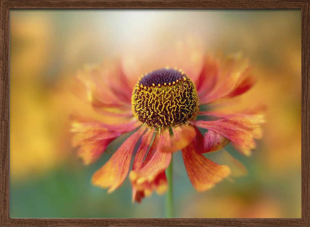 Sunlit Orange Flower - Floral Photographic Stretched Canvas Poster or Fine Art Print