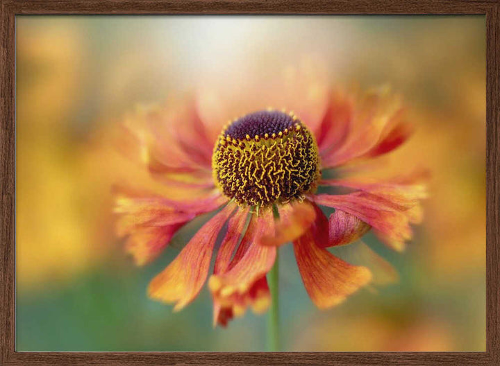 Sunlit Orange Flower - Floral Photographic Stretched Canvas Poster or Fine Art Print