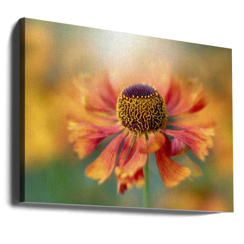 Sunlit Orange Flower - Floral Photographic Stretched Canvas Poster or Fine Art Print