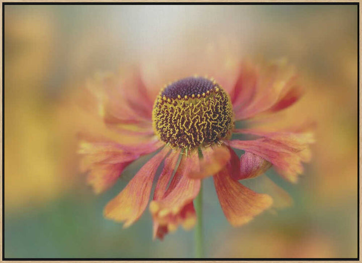 Sunlit Orange Flower - Floral Photographic Stretched Canvas Poster or Fine Art Print