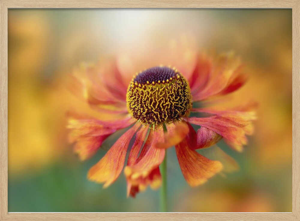Sunlit Orange Flower - Floral Photographic Stretched Canvas Poster or Fine Art Print