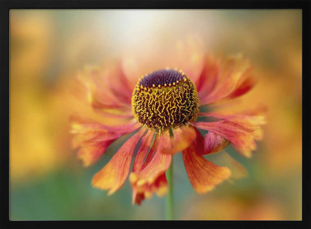 Sunlit Orange Flower - Floral Photographic Stretched Canvas Poster or Fine Art Print