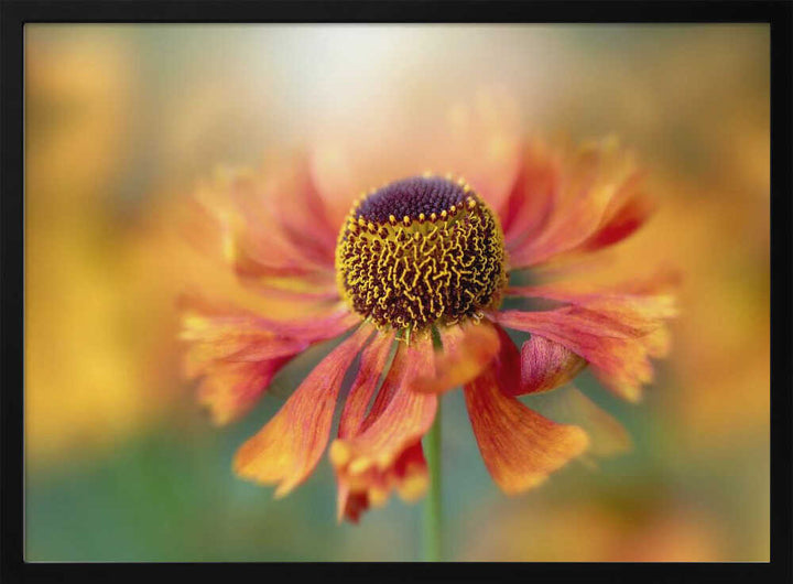 Sunlit Orange Flower - Floral Photographic Stretched Canvas Poster or Fine Art Print
