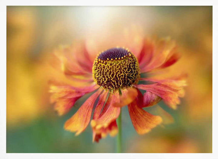 Sunlit Orange Flower - Floral Photographic Stretched Canvas Poster or Fine Art Print