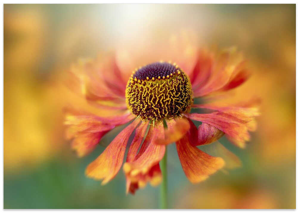 Sunlit Orange Flower - Floral Photographic Stretched Canvas Poster or Fine Art Print