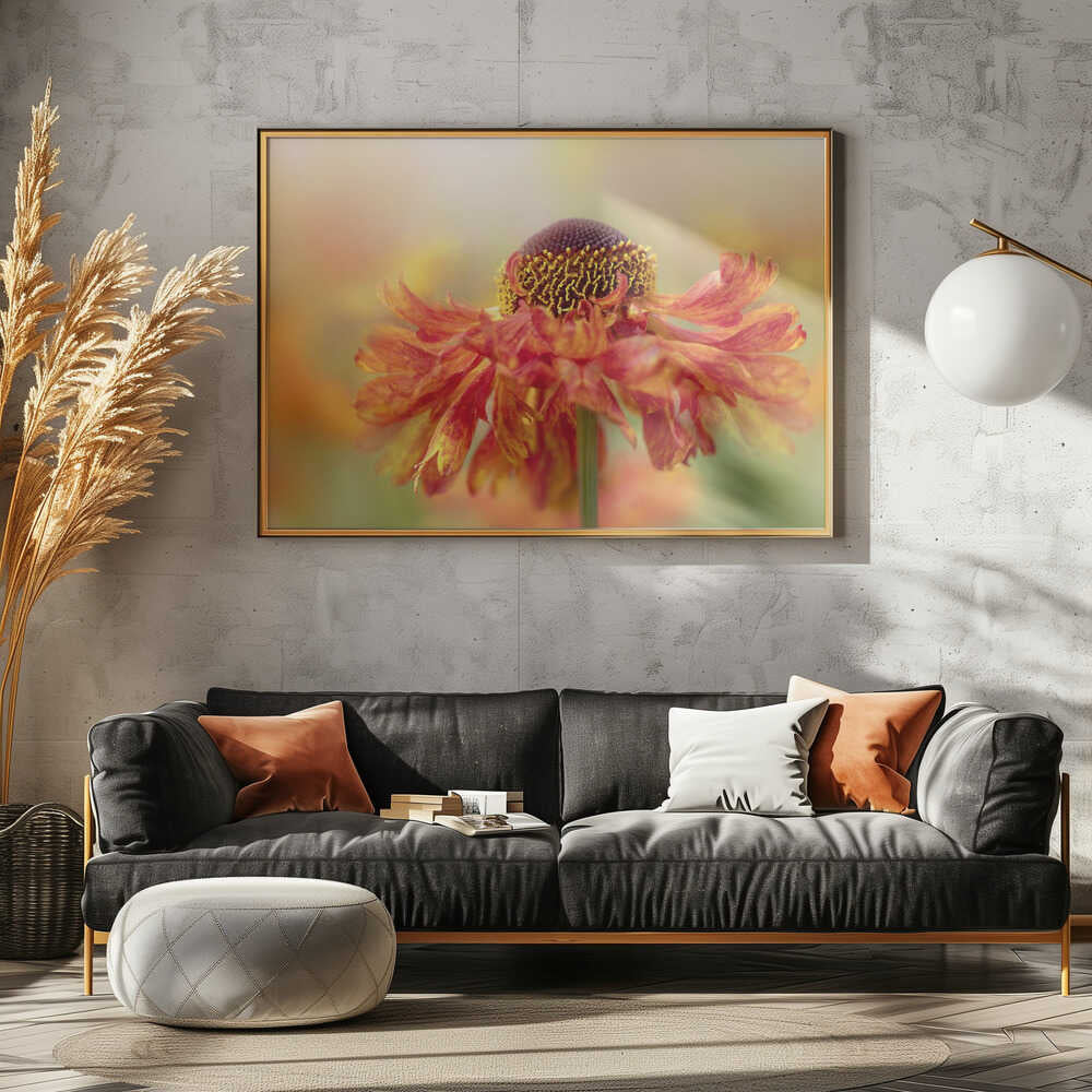 Sunny Orange Flower - Floral Photographic Stretched Canvas Poster or Fine Art Print