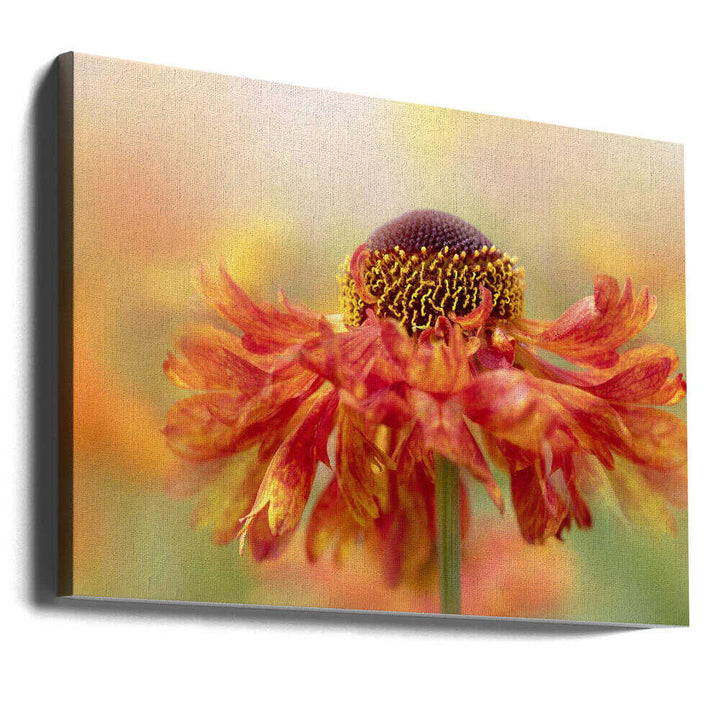 Sunny Orange Flower - Floral Photographic Stretched Canvas Poster or Fine Art Print