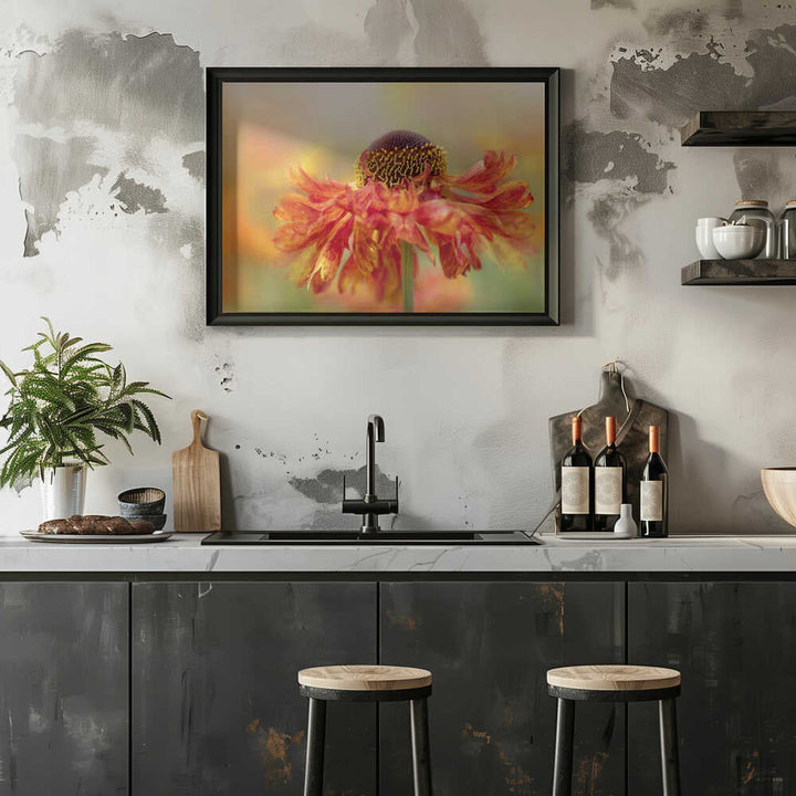 Sunny Orange Flower - Floral Photographic Stretched Canvas Poster or Fine Art Print