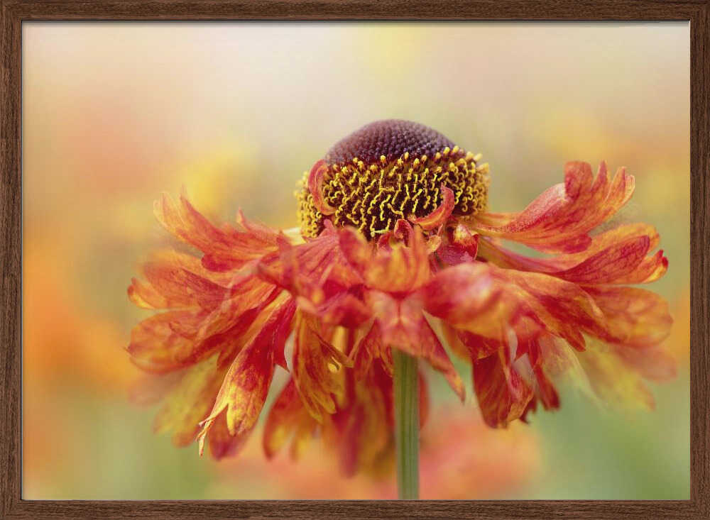 Sunny Orange Flower - Floral Photographic Stretched Canvas Poster or Fine Art Print