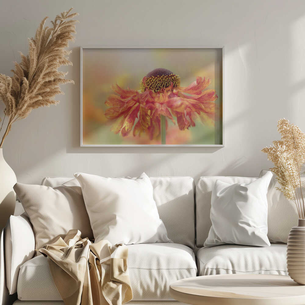 Sunny Orange Flower - Floral Photographic Stretched Canvas Poster or Fine Art Print
