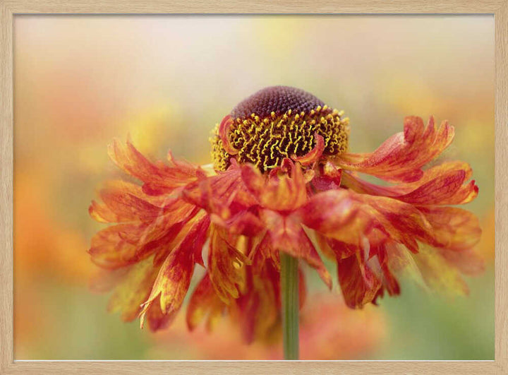 Sunny Orange Flower - Floral Photographic Stretched Canvas Poster or Fine Art Print