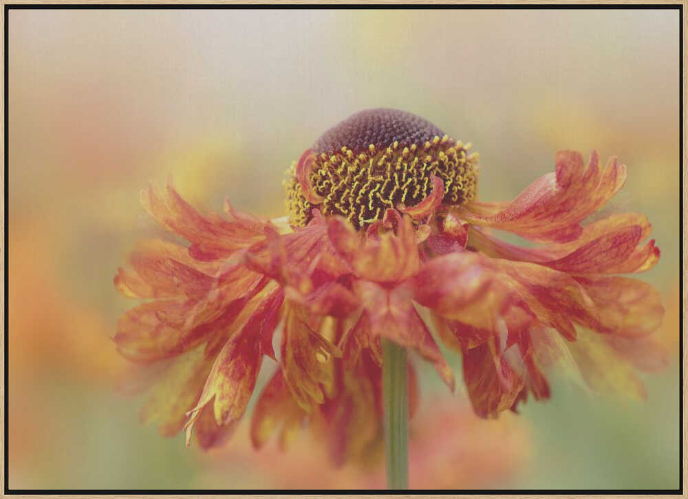 Sunny Orange Flower - Floral Photographic Stretched Canvas Poster or Fine Art Print