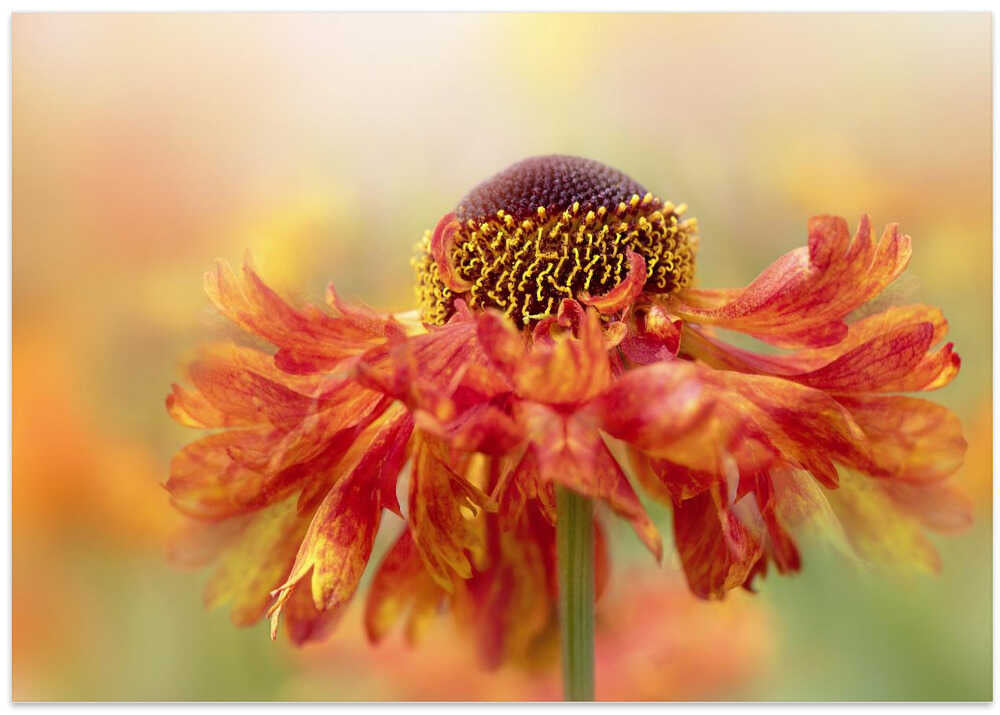 Sunny Orange Flower - Floral Photographic Stretched Canvas Poster or Fine Art Print