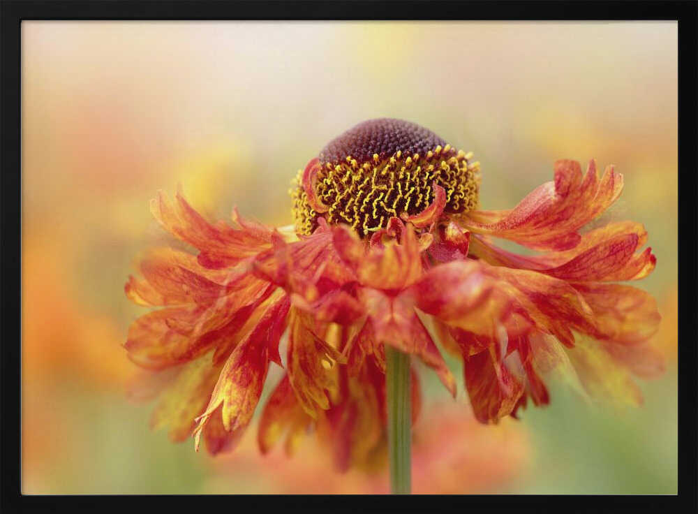 Sunny Orange Flower - Floral Photographic Stretched Canvas Poster or Fine Art Print