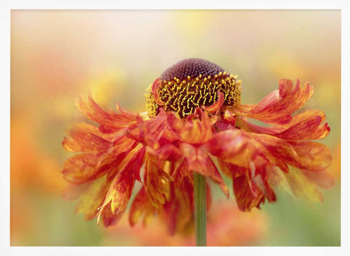Sunny Orange Flower - Floral Photographic Stretched Canvas Poster or Fine Art Print