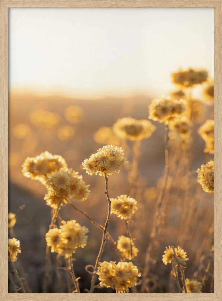Sunrise in the Field - Stretched Canvas, Poster or Fine Art Print - I Heart Wall Art - Poster Print, Canvas Print or Framed Art Print