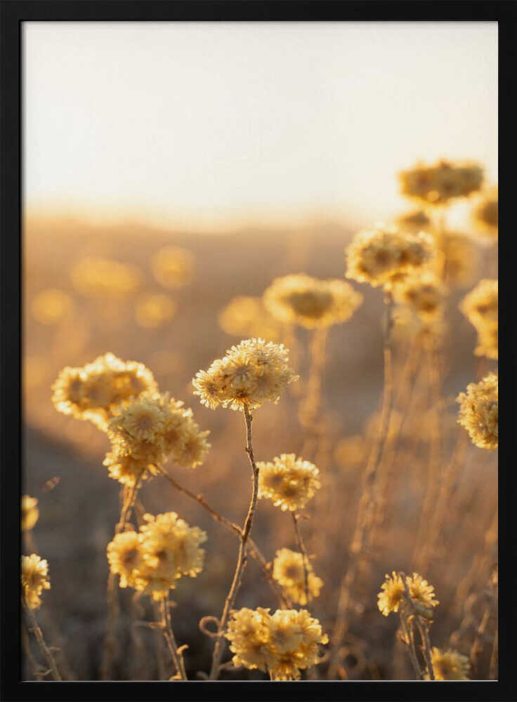 Sunrise in the Field - Stretched Canvas, Poster or Fine Art Print - I Heart Wall Art - Poster Print, Canvas Print or Framed Art Print
