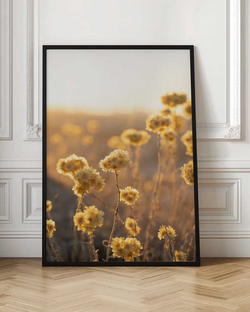 Sunrise in the Field - Stretched Canvas, Poster or Fine Art Print - I Heart Wall Art - Poster Print, Canvas Print or Framed Art Print