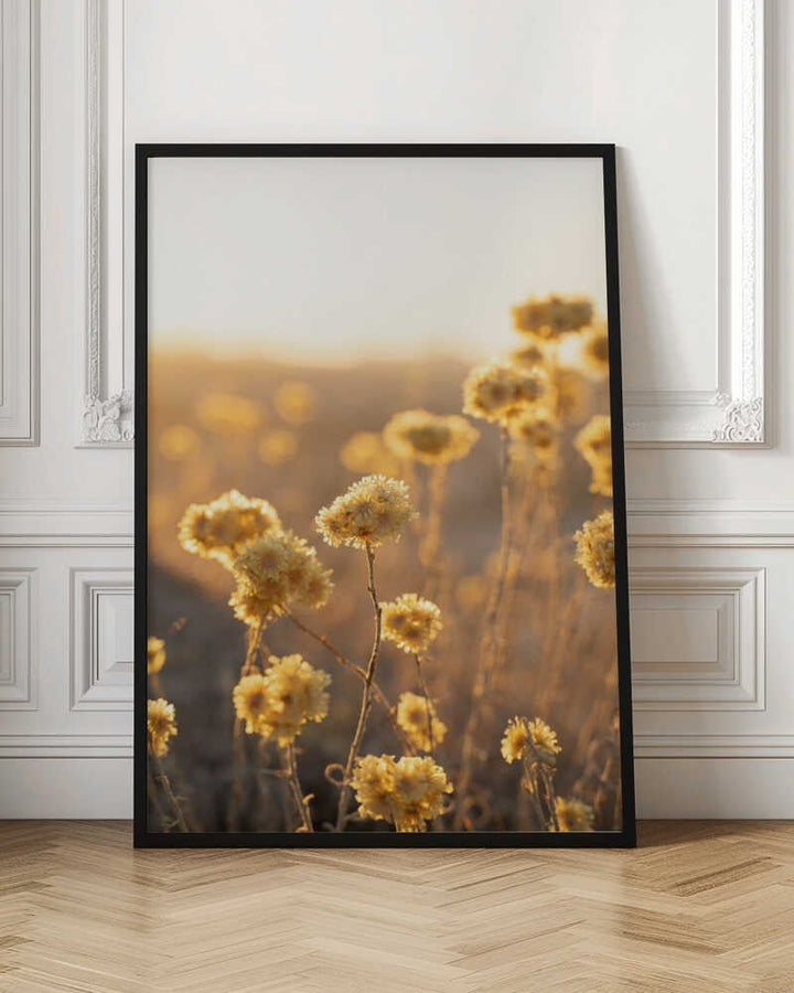 Sunrise in the Field - Stretched Canvas, Poster or Fine Art Print - I Heart Wall Art - Poster Print, Canvas Print or Framed Art Print