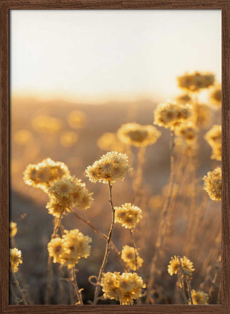 Sunrise in the Field - Stretched Canvas, Poster or Fine Art Print - I Heart Wall Art - Poster Print, Canvas Print or Framed Art Print