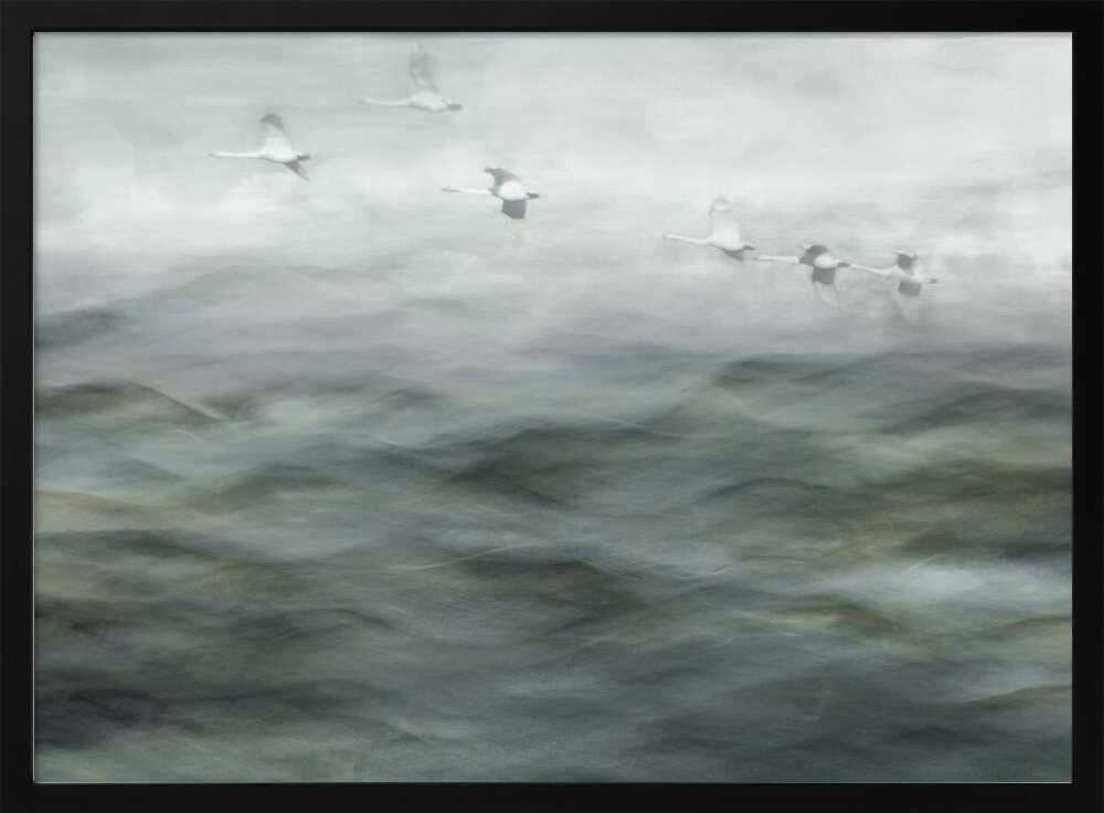 Swan Lake - Stretched Canvas, Poster or Fine Art Print - I Heart Wall Art - Poster Print, Canvas Print or Framed Art Print