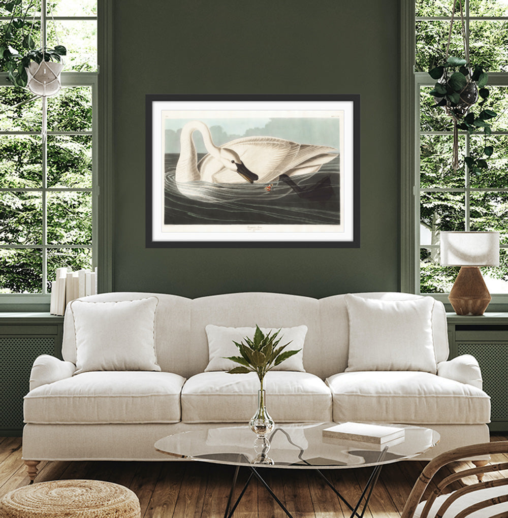 Swans by John James Audubon - American Natural History Stretched Canvas or Art Print