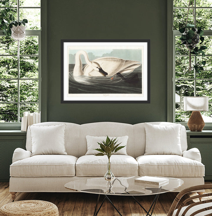 Swans by John James Audubon - American Natural History Stretched Canvas or Art Print