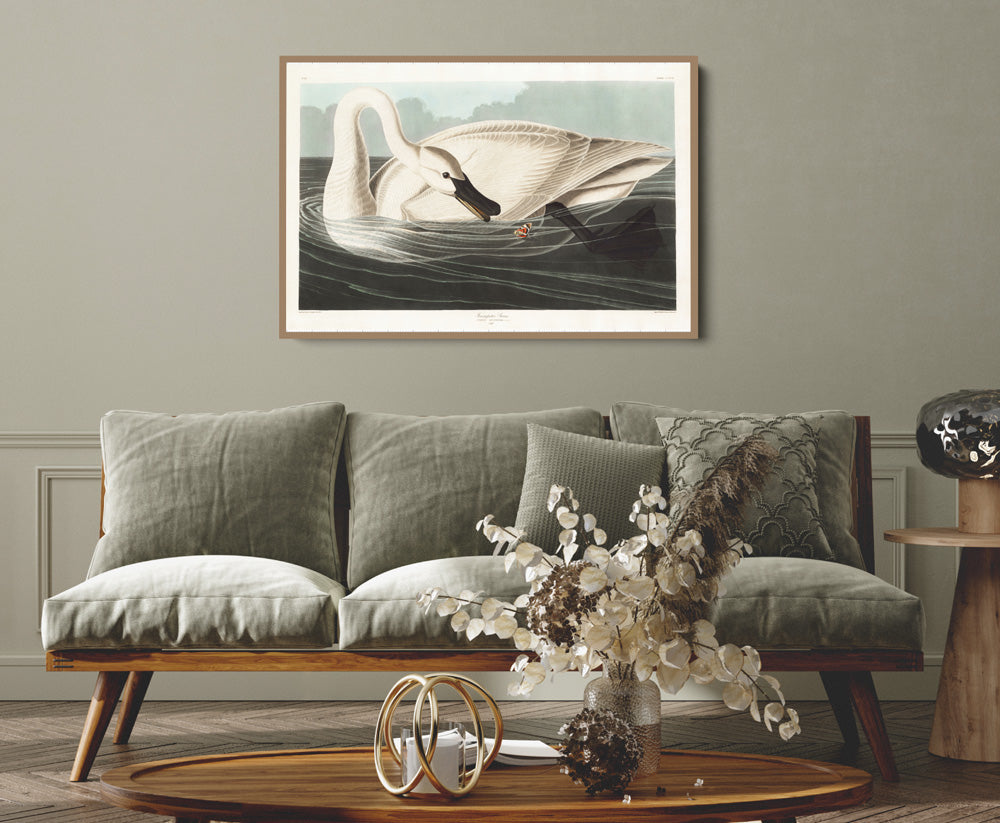 Swans by John James Audubon - American Natural History Stretched Canvas or Art Print