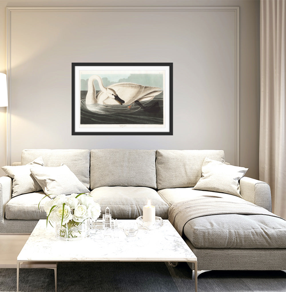 Swans by John James Audubon - American Natural History Stretched Canvas or Art Print