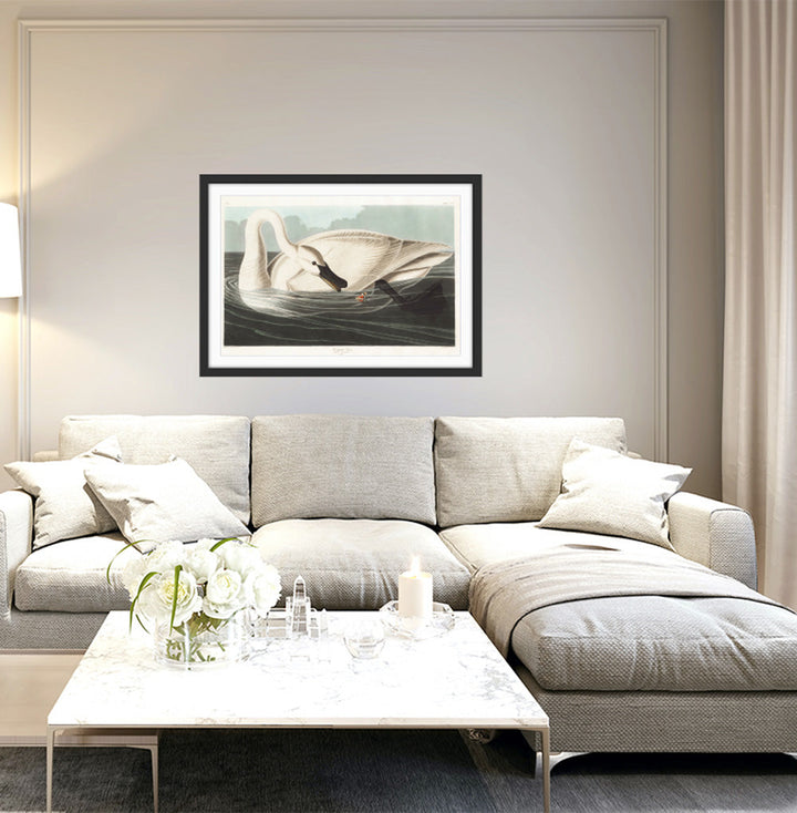 Swans by John James Audubon - American Natural History Stretched Canvas or Art Print