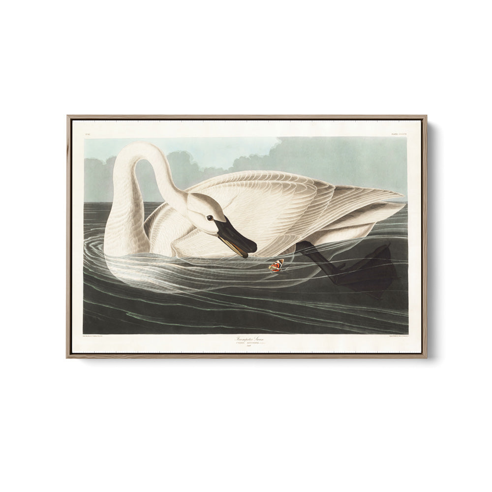 Swans by John James Audubon - American Natural History Stretched Canvas or Art Print