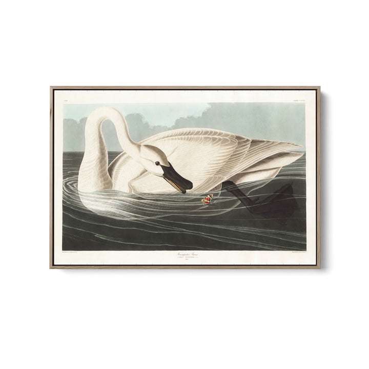 Swans by John James Audubon - American Natural History Stretched Canvas or Art Print