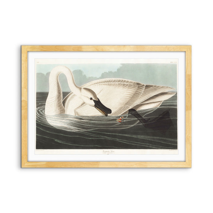 Swans by John James Audubon - American Natural History Stretched Canvas or Art Print
