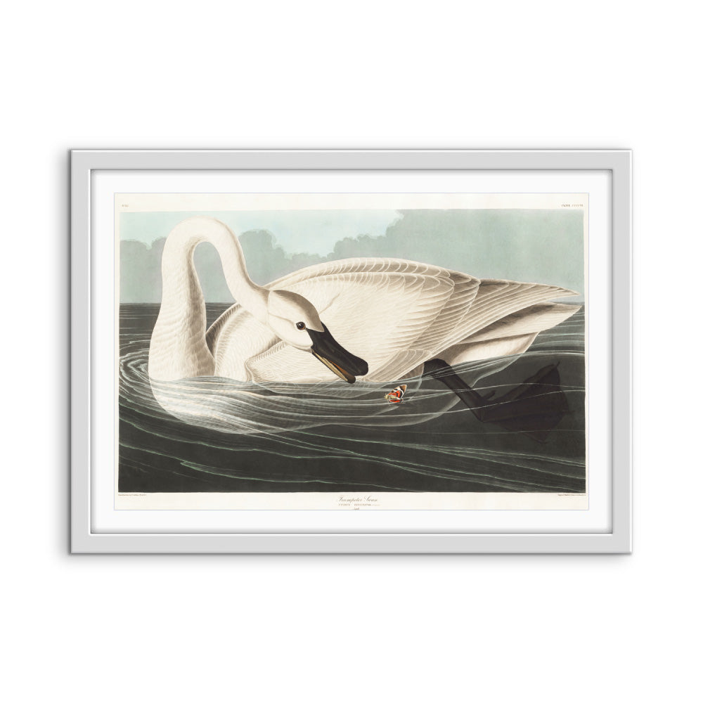 Swans by John James Audubon - American Natural History Stretched Canvas or Art Print