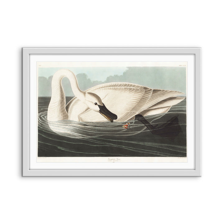 Swans by John James Audubon - American Natural History Stretched Canvas or Art Print