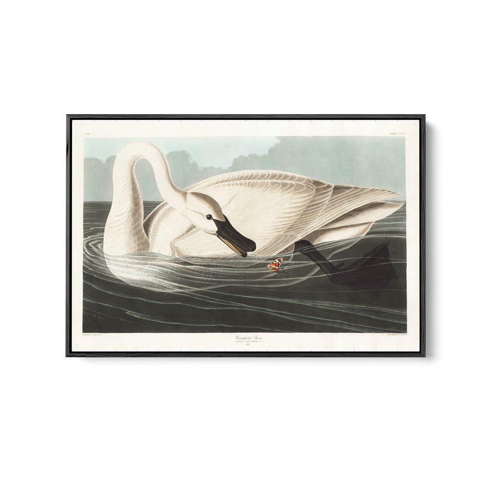 Swans by John James Audubon - American Natural History Stretched Canvas or Art Print