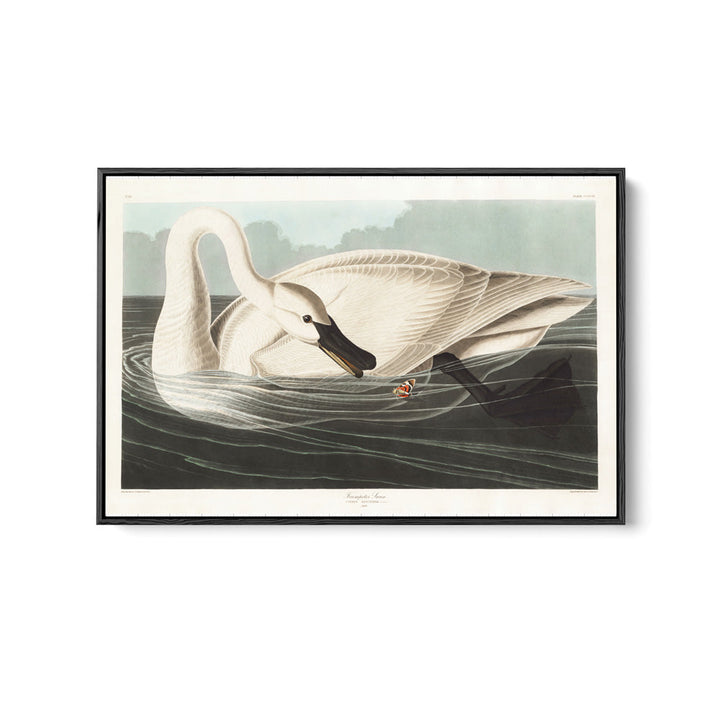 Swans by John James Audubon - American Natural History Stretched Canvas or Art Print