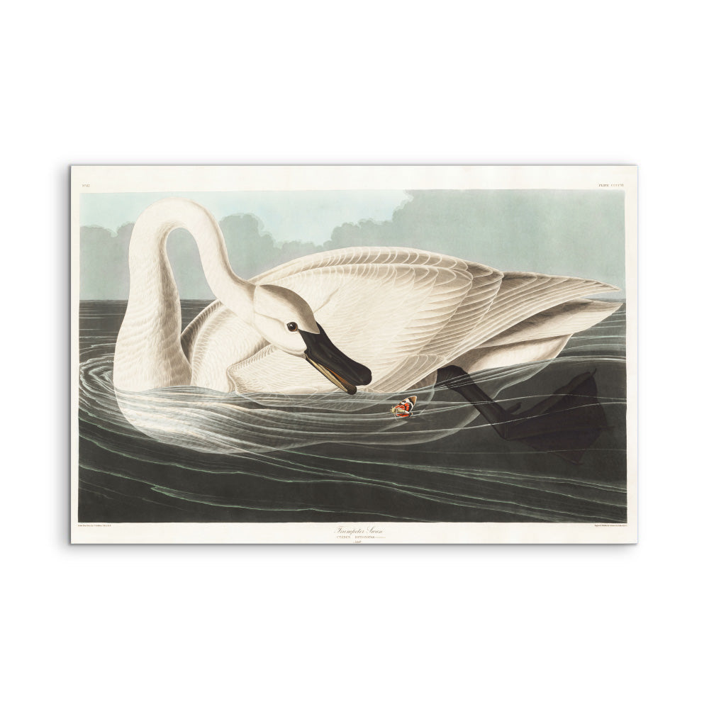 Swans by John James Audubon - American Natural History Stretched Canvas or Art Print