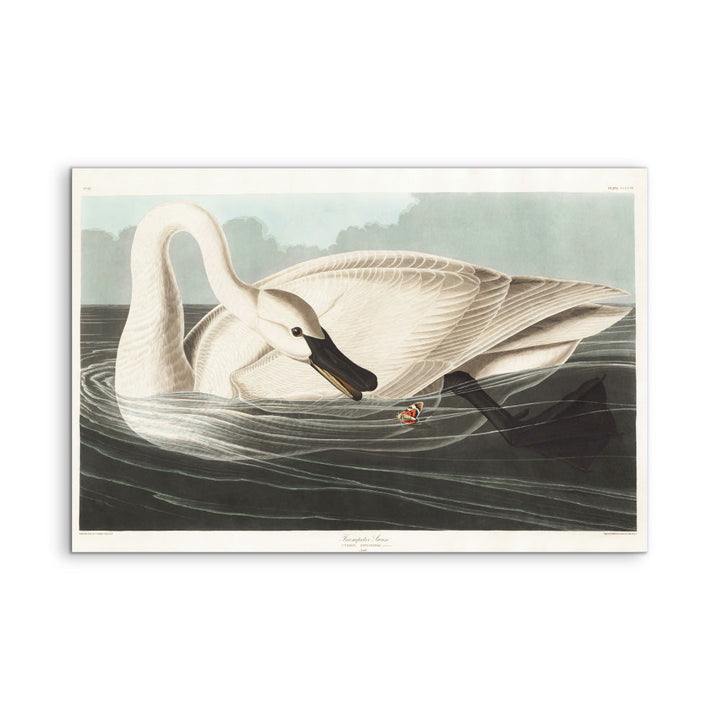 Swans by John James Audubon - American Natural History Stretched Canvas or Art Print