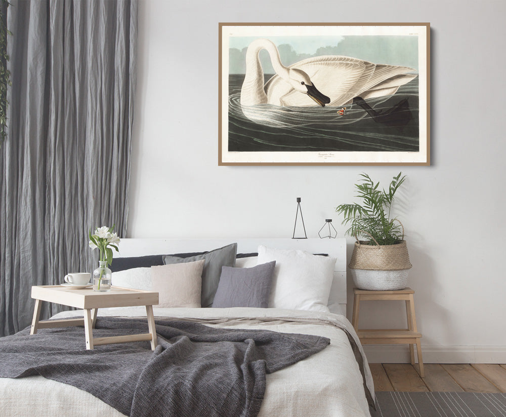 Swans by John James Audubon - American Natural History Stretched Canvas or Art Print