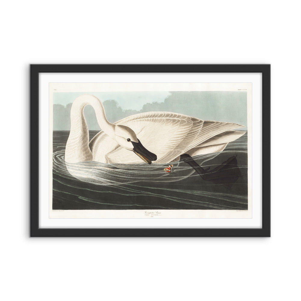 Swans by John James Audubon - American Natural History Stretched Canvas or Art Print