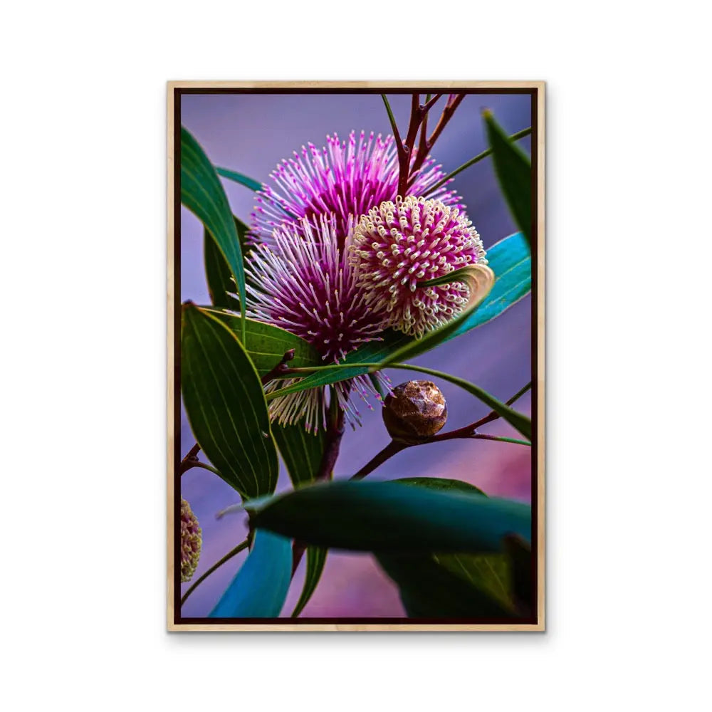 Sweet Blossom - Purple Australian Native Floral Photographic Print As Canvas or Art Print I Heart Wall Art Australia 