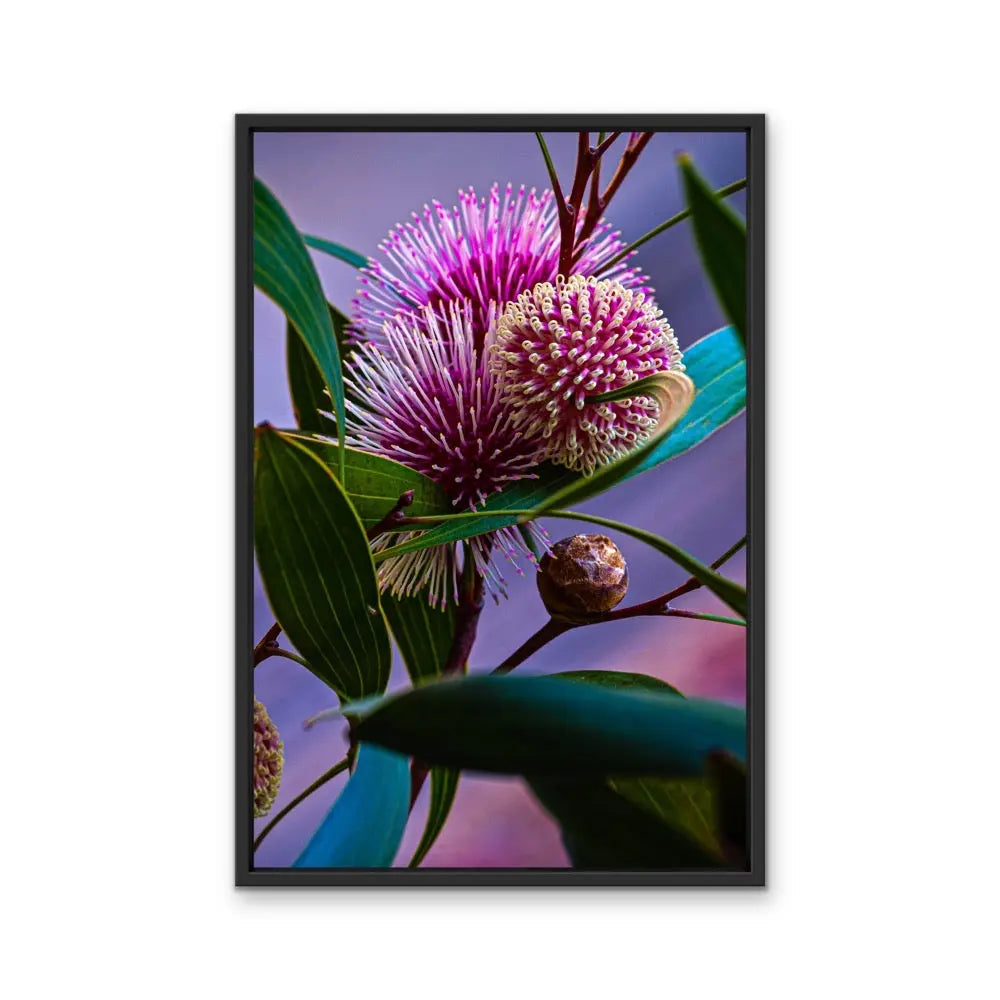Sweet Blossom - Purple Australian Native Floral Photographic Print As Canvas or Art Print I Heart Wall Art Australia 
