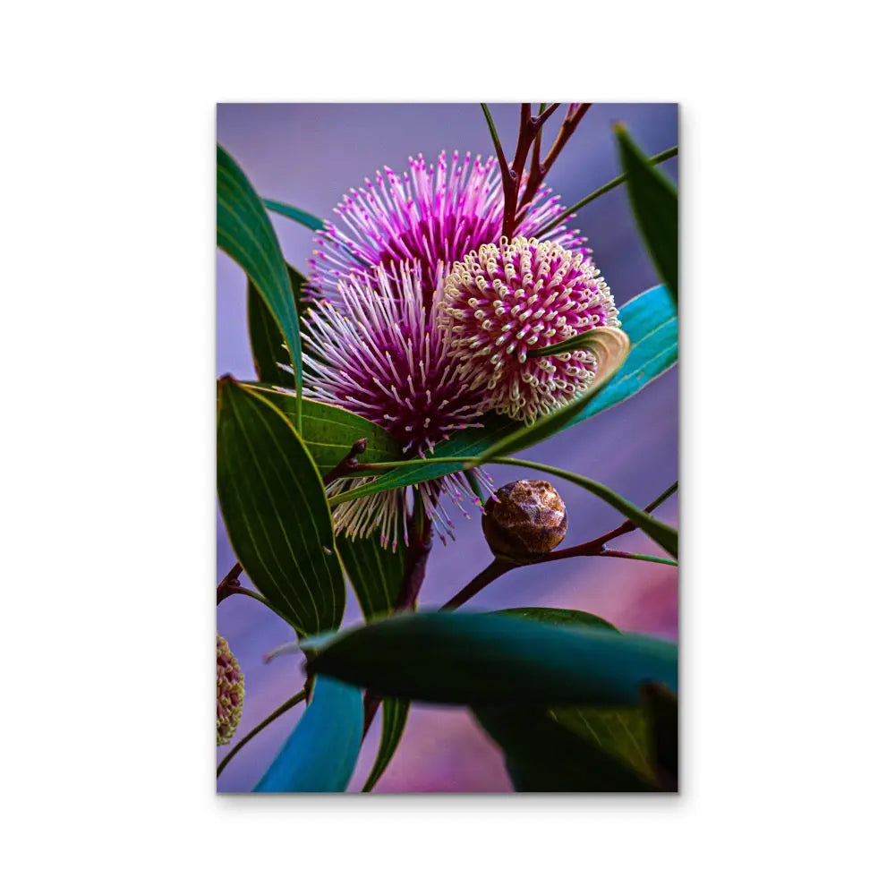 Sweet Blossom - Purple Australian Native Floral Photographic Print As Canvas or Art Print I Heart Wall Art Australia 