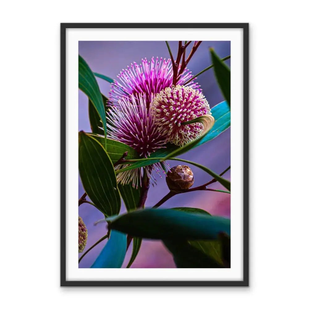 Sweet Blossom - Purple Australian Hakea Native Floral Photographic Print As Canvas or Art Print - I Heart Wall Art - Poster Print, Canvas Print or Framed Art Print